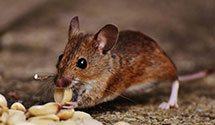24 Hour & Emergency Exterminators in Parker City, IN